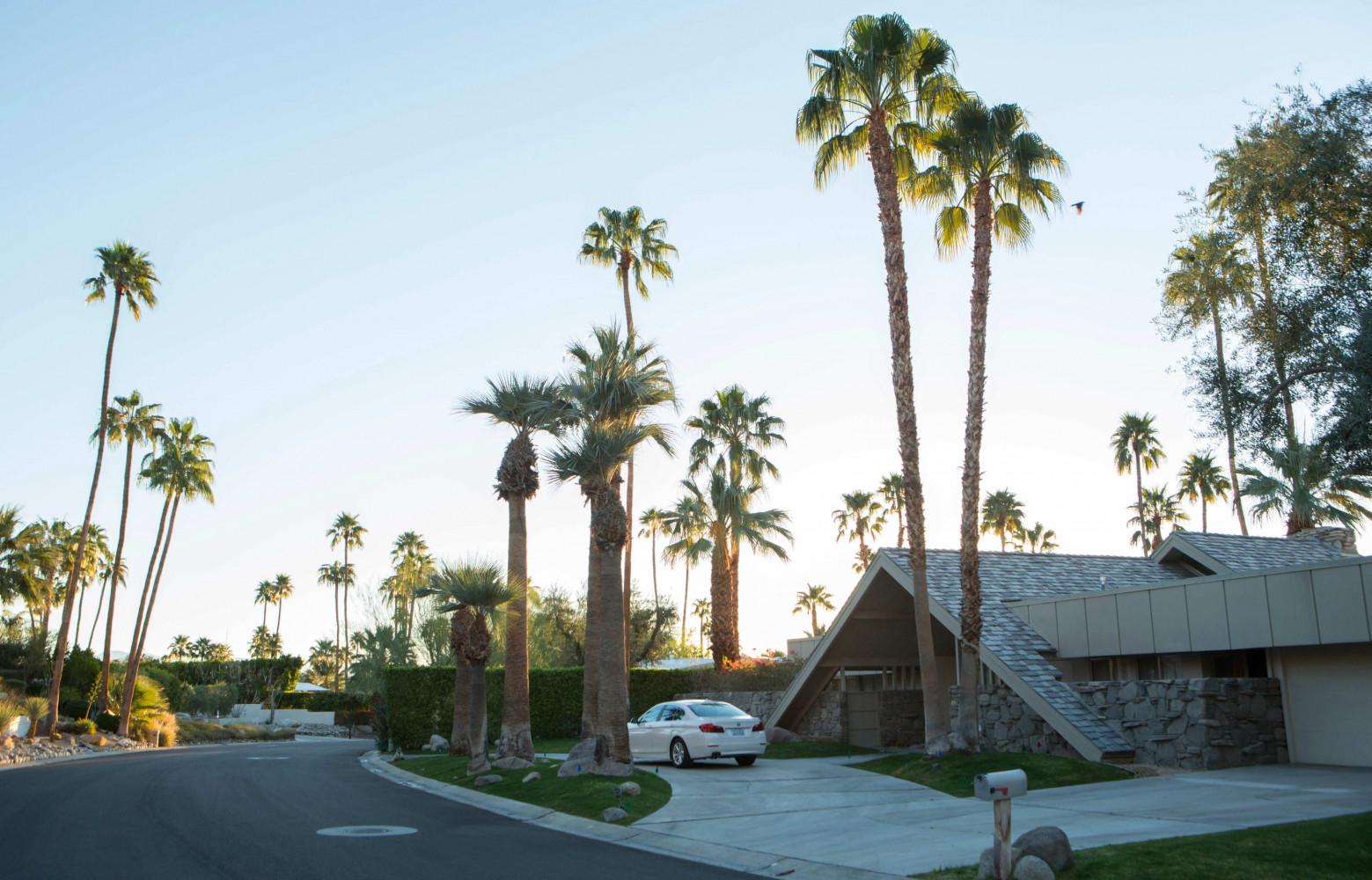 Les différentes variétés de palmiers participent à la magie de Palm Springs.