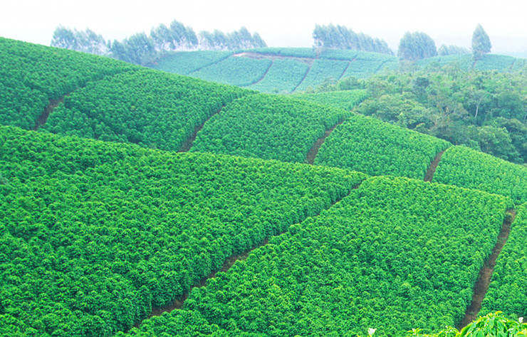 Les champs de caféiers ont façonné les paysages des contreforts andins.