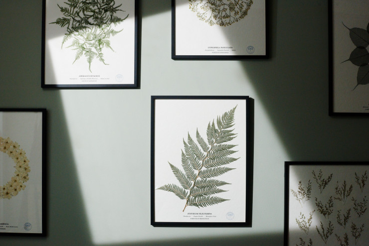 Fleurs colorées joliment orchestrées ou branche de fougère en one-man-show, Herbarium fait souffler un vent de modernité sur l’herbier.