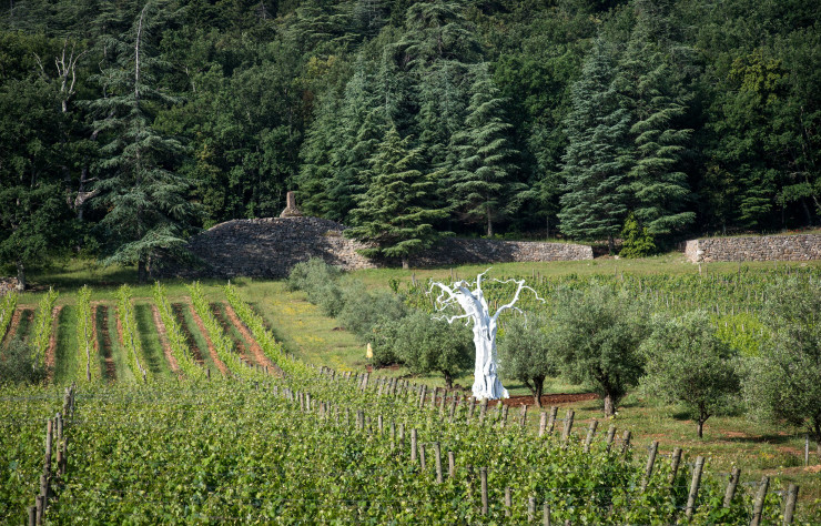 A coté de sa collection d’art contemporain, le domaine cultive 100 hectares de vigne.