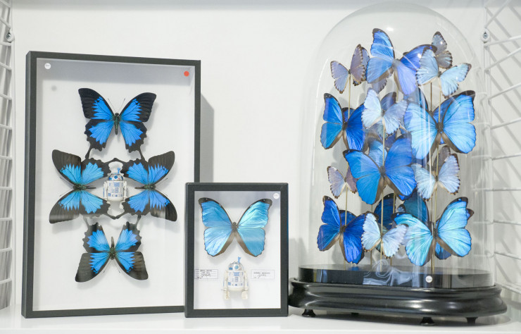 A l’occasion d’une exposition sur l’entomologie, les papillons naturalisés rencontrent les icônes de la culture pop.