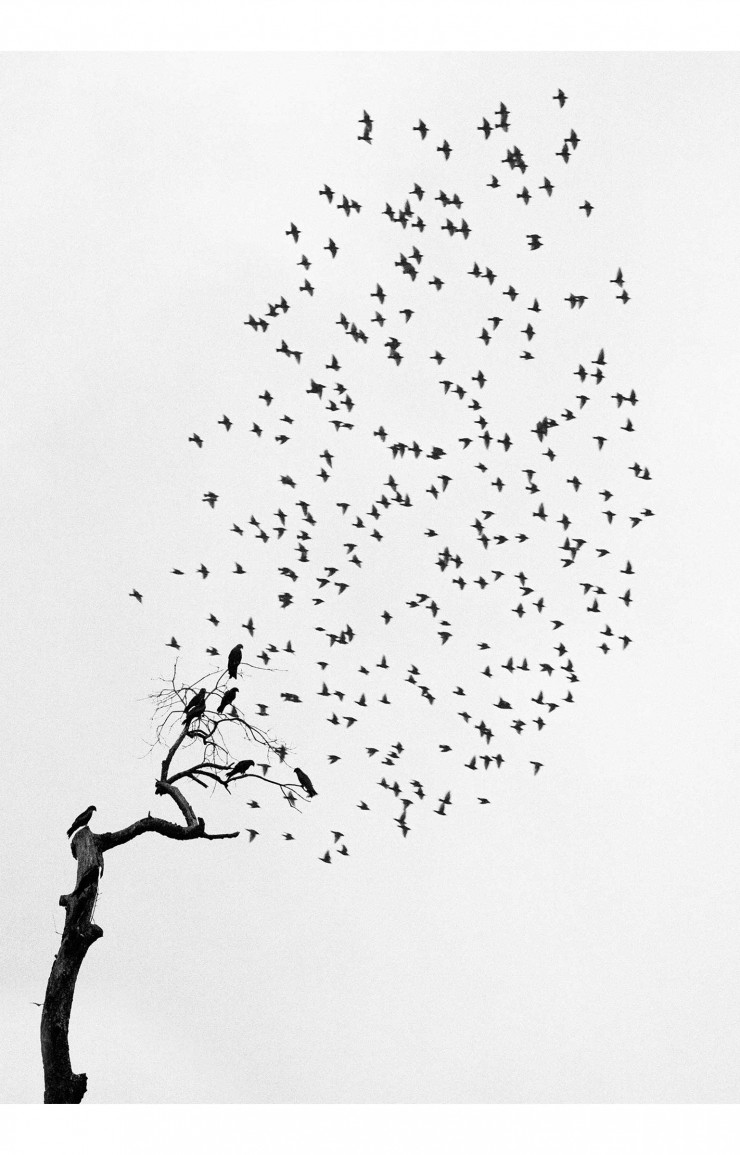 Delhi, India (Flock of Birds), (1999).