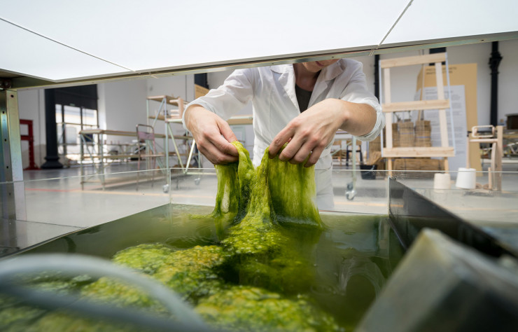 Eric Klarenbeek et Maartje Dros cultivent leurs propres algues avant de les transformer.