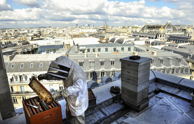 C’est tout près des étoiles, sur le toit du palais Garnier, que l’ancien accessoiriste de l’institution musicale, Jean Paucton, venait jouer, depuis les années 80, les acrobates afin de contrôler l’état de ses ruches.