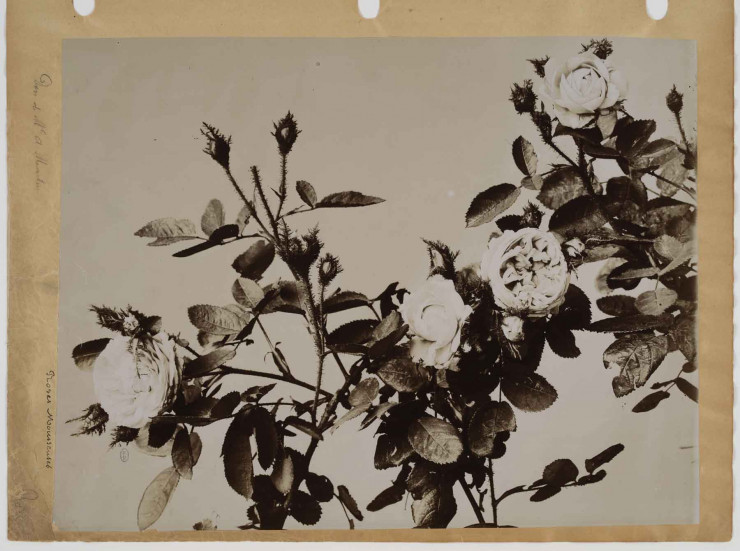 Roses mousseuses. France, vers 1880-1900. Tirage gélatino-argentique. Achat auprès d’Arthur Martin, 1903. © MAD, Paris / Christophe Dellière