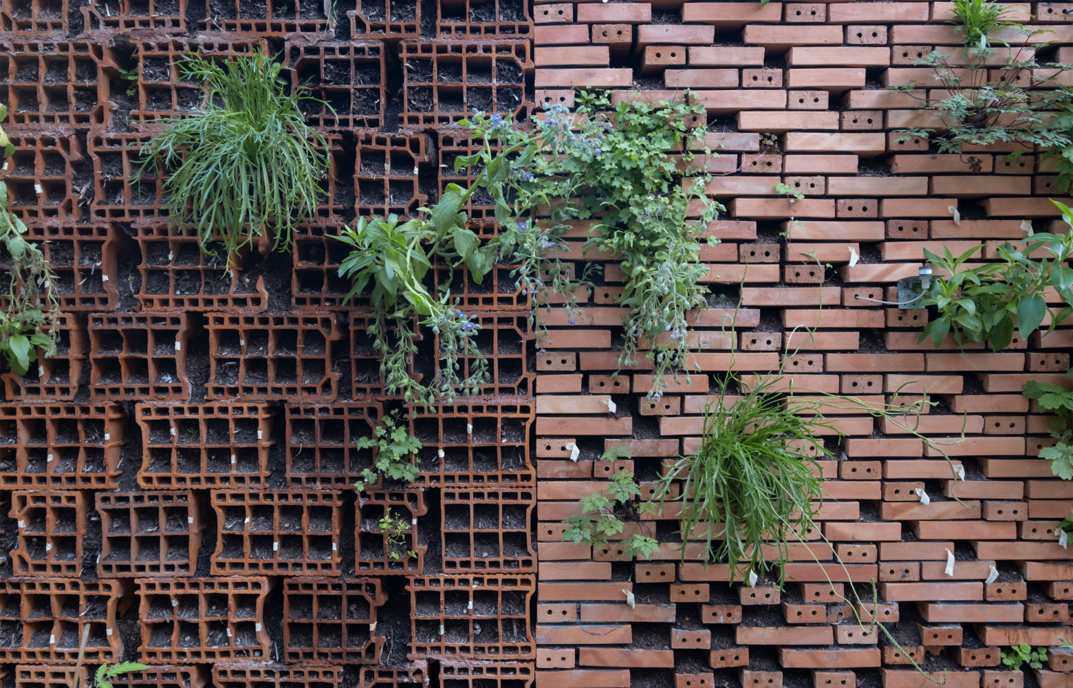 Le mur végétal de ChartierDalix.