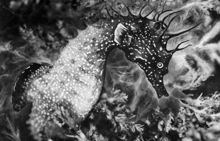 Cette image, extraite du film Hippocampe réalisée entre 1931 et 1934, évoque la puissance métaphorique de l’espèce animale qui fascinait autant Jean Painlevé que les surréalistes.