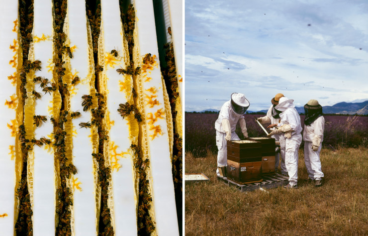 En 2021, la photographe a réalisé une série mettant en avant sept femmes en train d’apprendre le métier d’apicultrice.