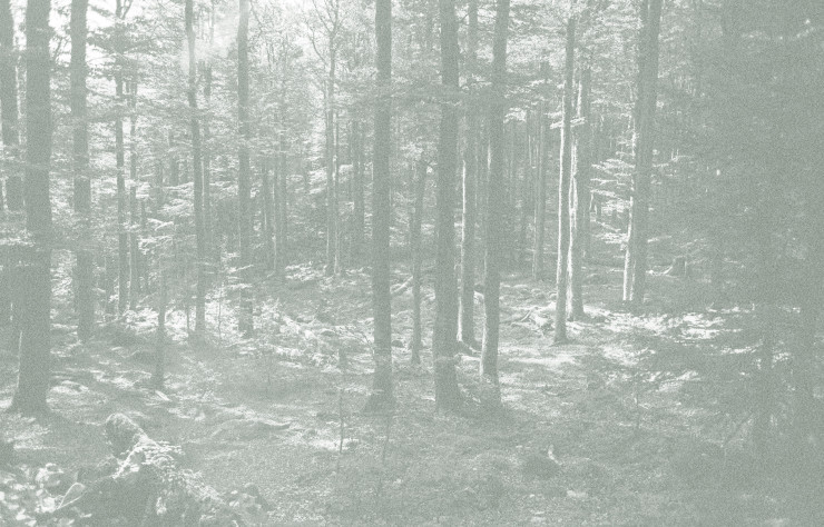 Léa Habourdin. Images-forêts : des mondes en extension, sérigraphie, pigments d’écorce de chêne et de charbon.
