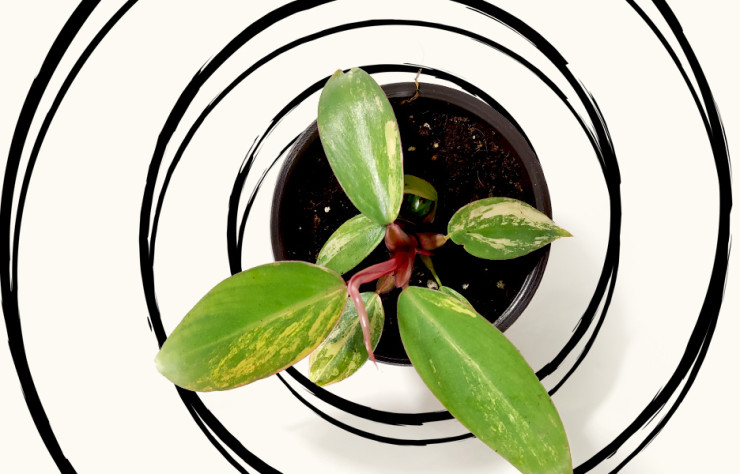 De la bouture à la plante XL, Energumène propose toutes sortes de végétaux.