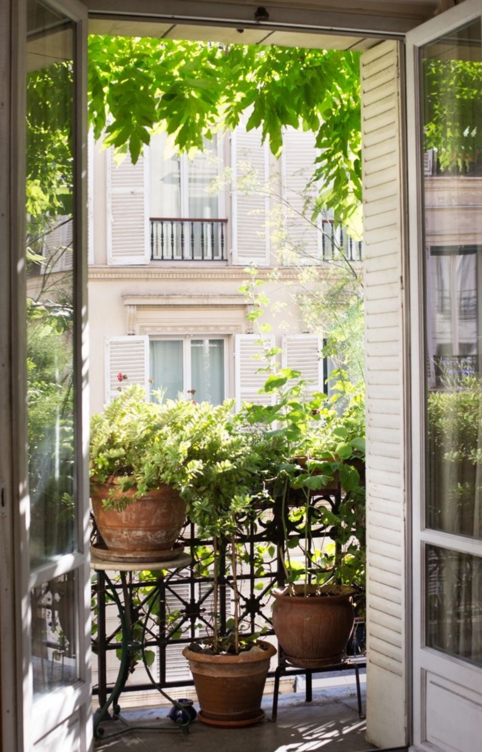 Quelles plantes privilgier pour verdir un petit balcon ? - IDEAT