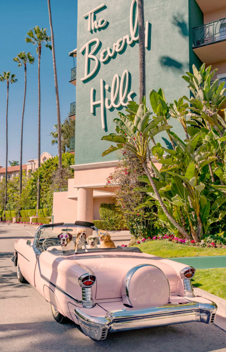 The Beverly Hills Hotel, l’adresse des chiens stars