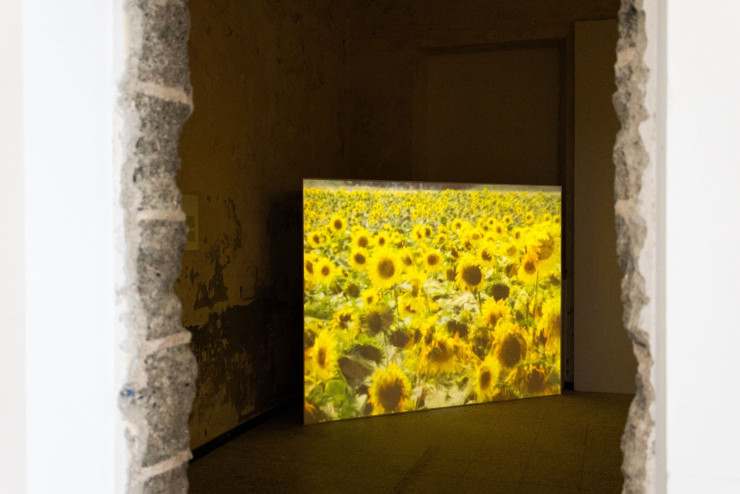 Les Tournesols, de Rose Lowder.
