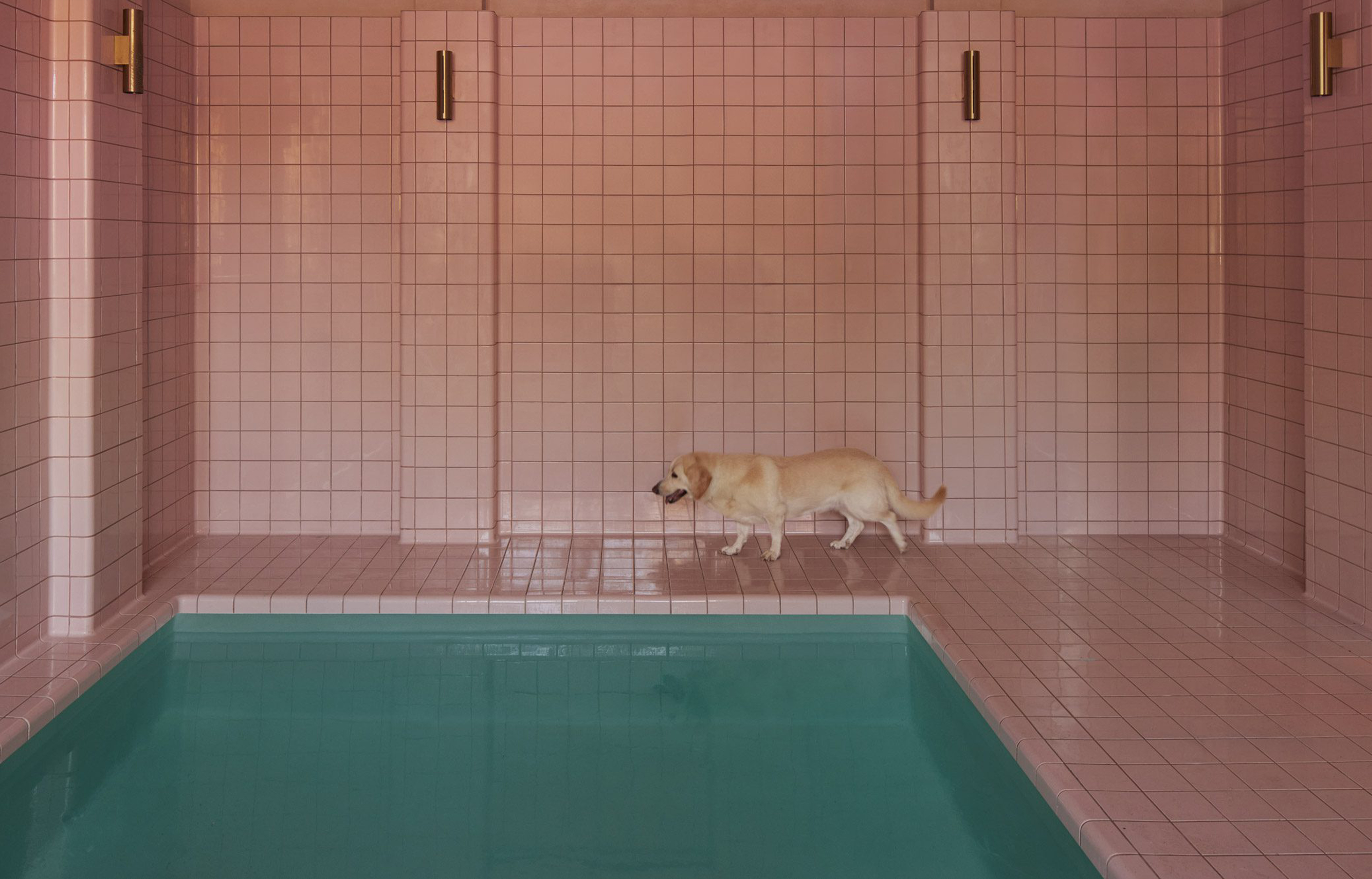 Tendance : quand le design caresse l’animal dans le sens du poil